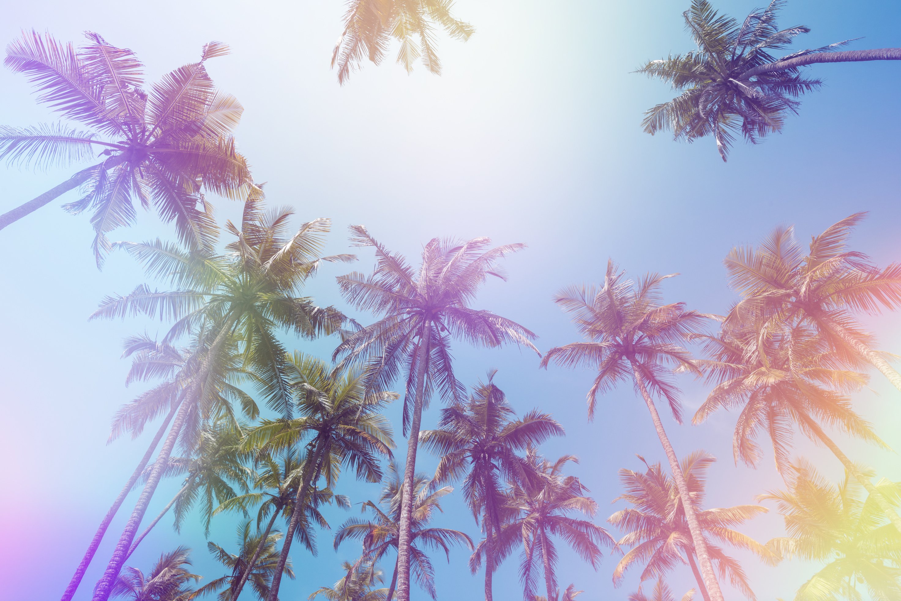 Tropical coconut palm trees vintage toned